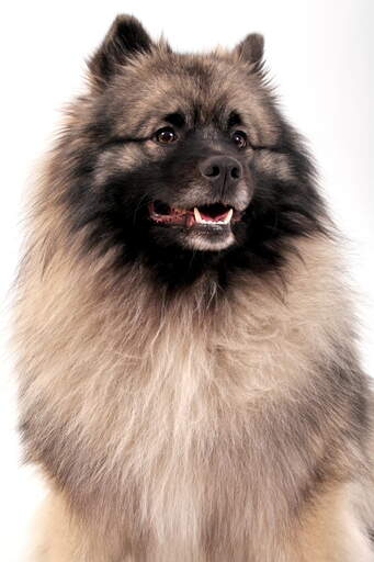 Miniature keeshond 2025