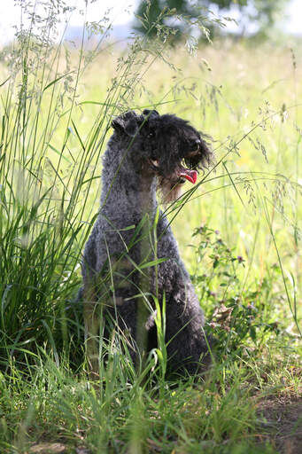 A healthy adult Kerry Blue Terrier sitting in the long grass