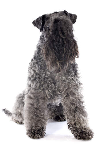 An adult Kerry Blue Terrier showing off its beautiful, long beard and fringe