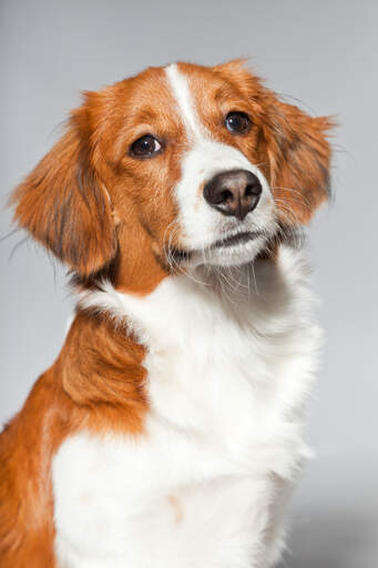 Kooikerhondje sales spaniel breeds