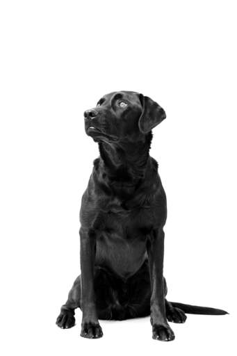 A beautiful, black Labrador Retriever sitting neatly, showing off its healthy, thick coat