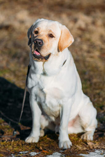 A beautiful, white Labrador Retriever sitting neatly, waiting for some attention