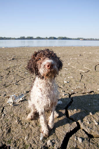 A wet Lagotto Romagnolo eager to play