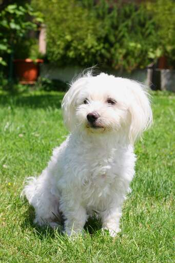 Maltese greyhound store mix