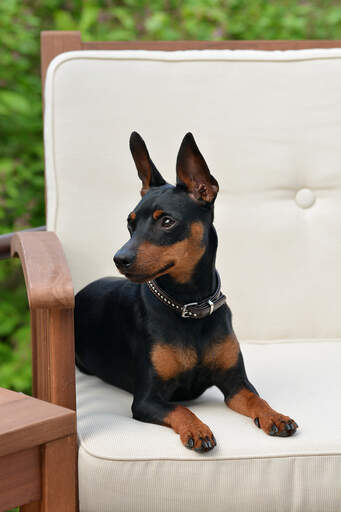 A cute Miniature Pinscher with his ears pricked