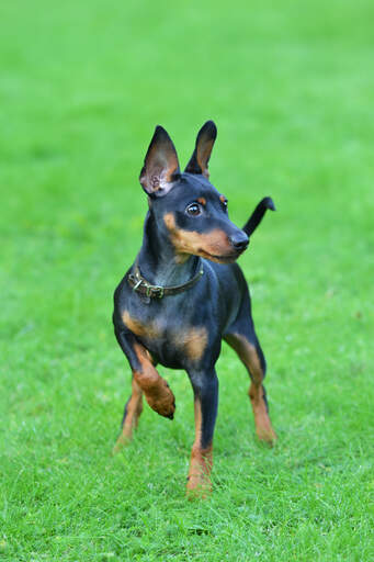 A gorgeous Miniature Pinscher ready for a game