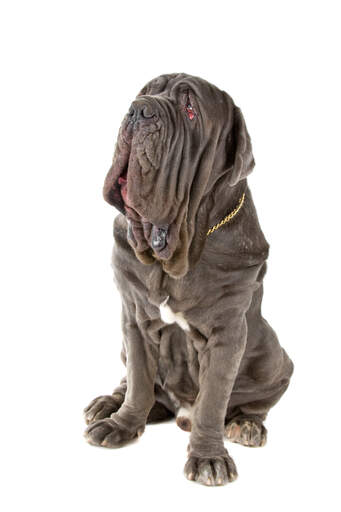 An adult Neapolitan Mastiff with it's wonderful wrinkled face