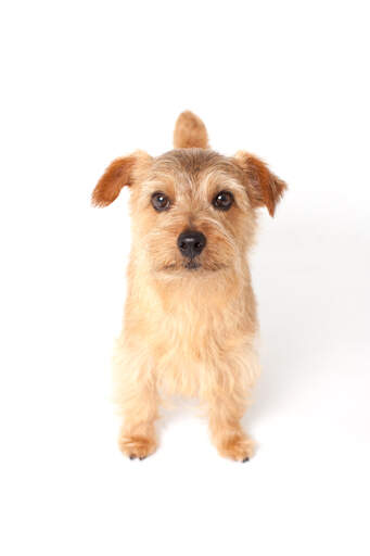 Norfolk terrier hot sale maltese mix