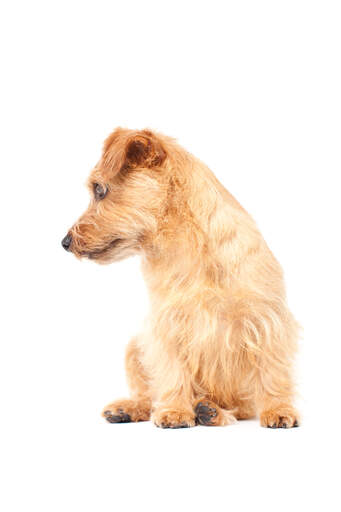 Norfolk terrier hotsell chihuahua mix