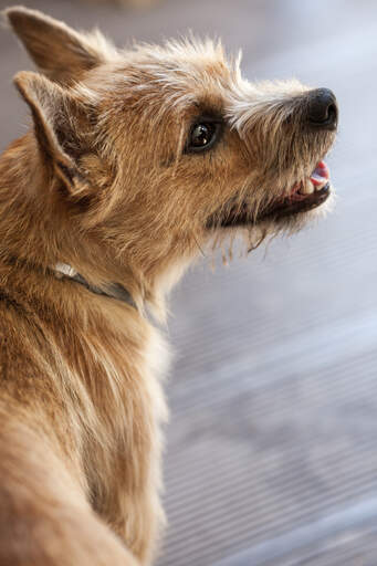 A close up of a Norwich Terrier's incredible thick, wiry coat