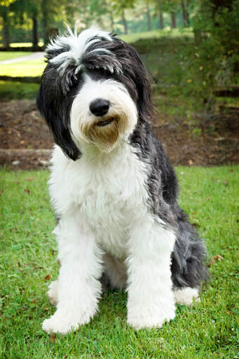 Old English Sheepdog Dog Breeds