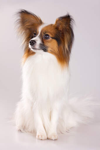 A cute little Papillon with foxy ears