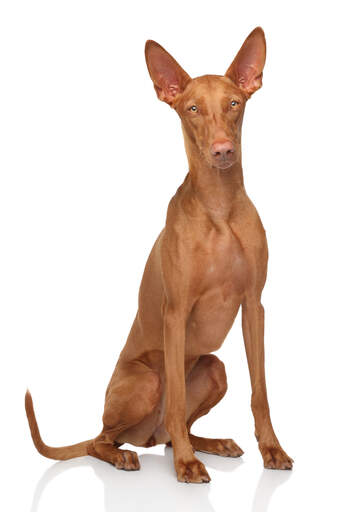 A gorgeous bitch Pharaoh Hound sitting neatly