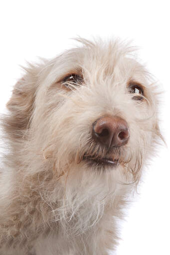 A close up of a Portuguese Podengo's wonderful scruffy beard