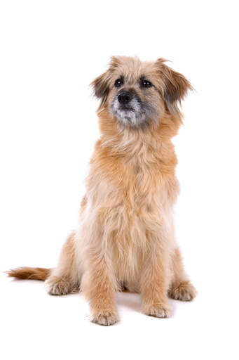 A proud little pyrenean sheepdog ready for a command