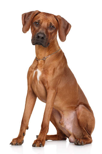 are poodles as smart as rhodesian ridgebacks