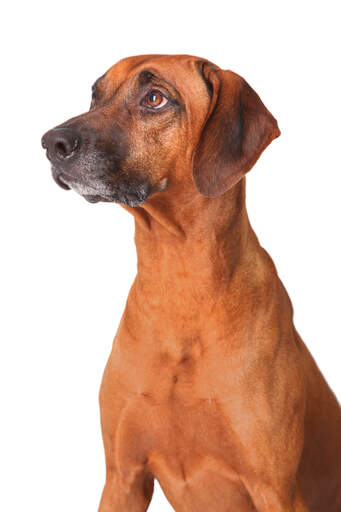 are poodles as smart as rhodesian ridgebacks