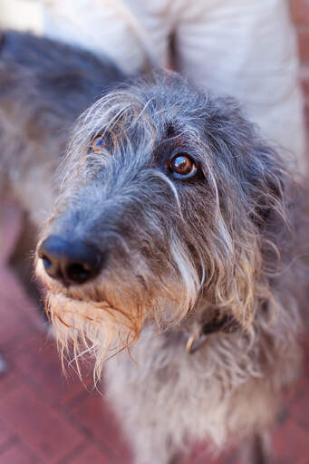 A lovely deerhound showing That even big dogs have a cute side