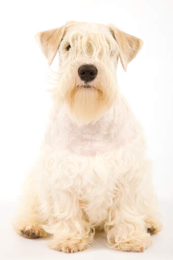 A Sealyham Terrier with its typically sharp ears, sitting neatly