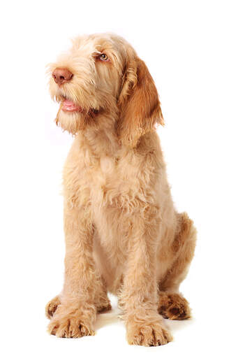 A beautiful young adult Spinone Italiano sitting neatly awaiting some attention