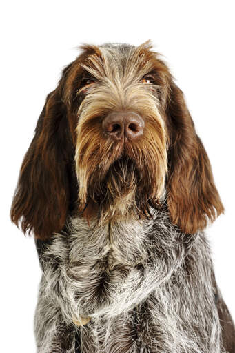 A close up of a Spinone Italiano's beautifully groomed coat