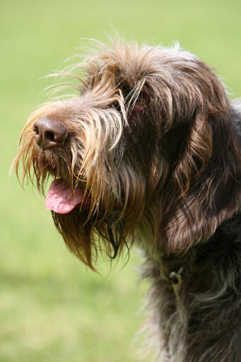 A close up of a Spinone Italiano's incredible scruffy beard