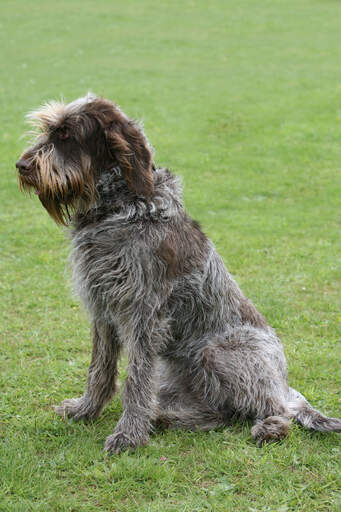 A lovely adult Spinone Italiano sitting neatly, waiting for a command from it's owner