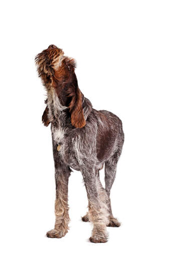 A young adult Spinone Italiano standing tall, exercising its lovely howl