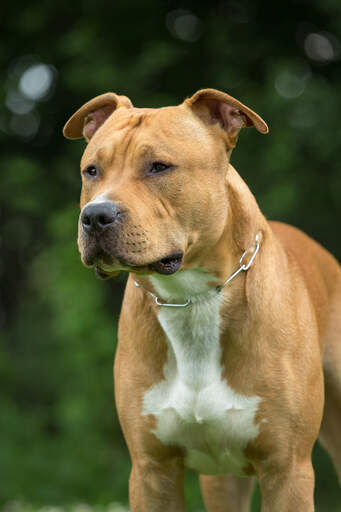 Staffie bull 2024 terrier