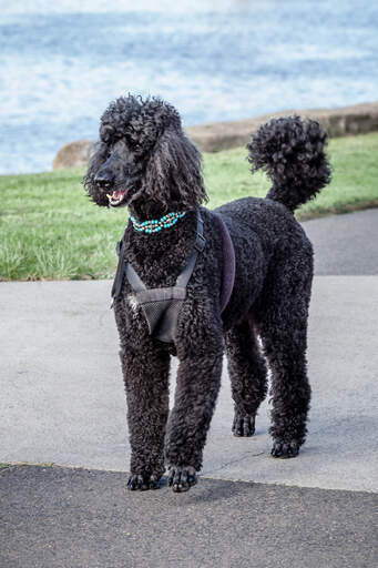 Big best sale black poodle