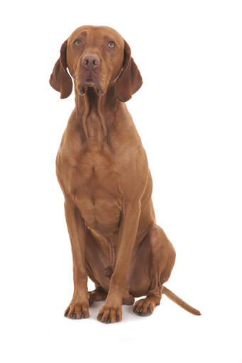 A beautiful adult male Vizsla sitting very tall and neatly, awaiting a command