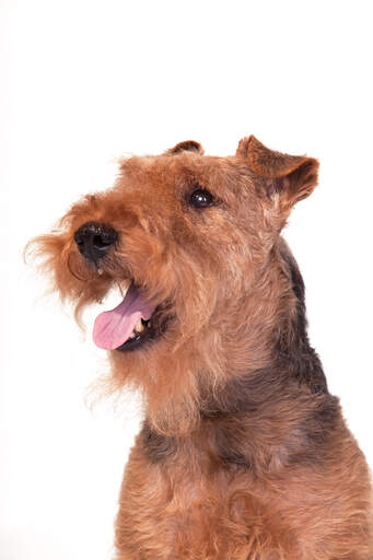 A close up of a Welsh Terrier's scruffy beard and floppy ears