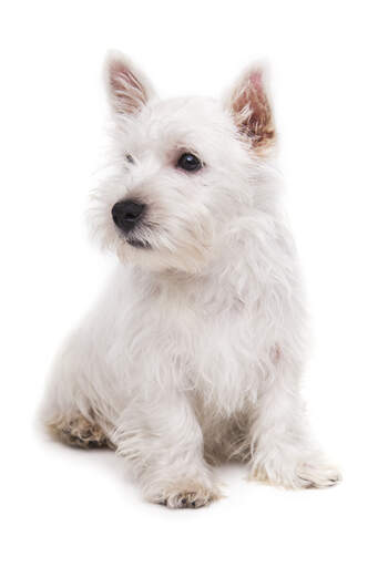 A gorgeous, little West Highland Terrier puppy sitting very neatly, waiting for some attention