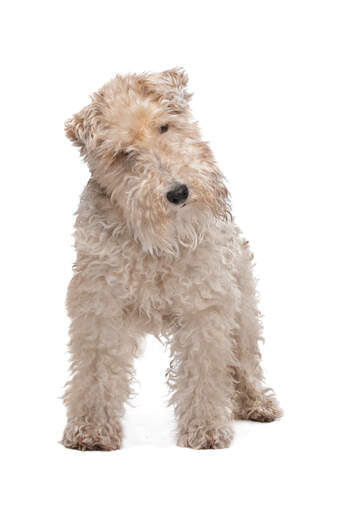 A Wire Fox Terrier's beautifully soft white coat