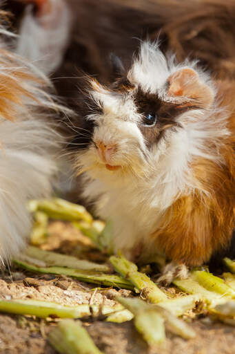 Abyssinian Guinea Pigs Abyssinian For Sale Guinea Pig Breeds