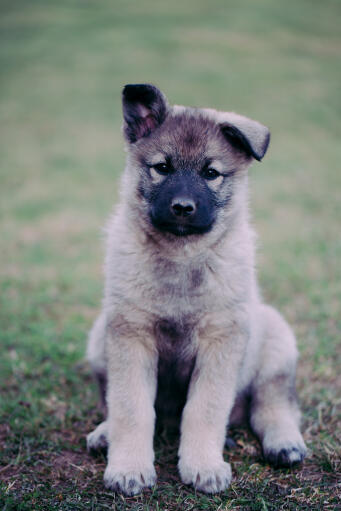 are norwegian elkhounds good with other dogs