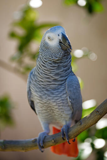 african grey bite