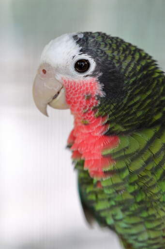 A close up of a Cuban Amazon's beautiful eyes and pail beak