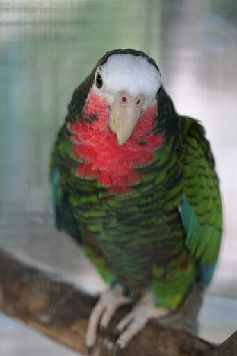 The beautiful pink chest of a Cuban Amazon