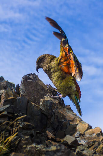 A Kea's incredible feather colours underneath it's wings