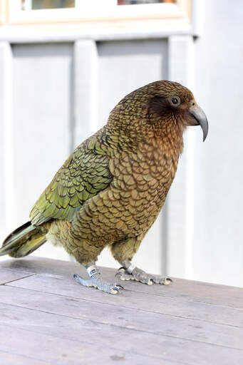 A Kea's wonderful colours pattern