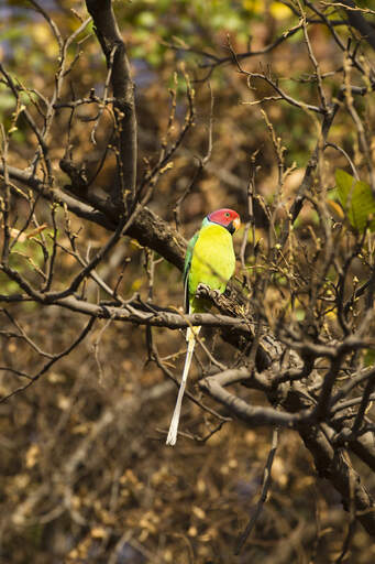 A Plum Headed Parakeet's wonderful, red head feathers