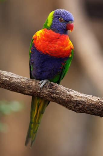 A Rainbow Lorikeet's wonderful orange and purple chest feathers