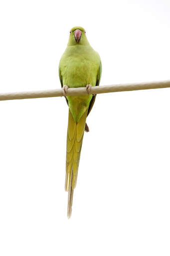 A Rose Ringed Parakeet's lovely, long tail feathers