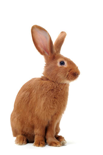 The incredible red fur of a Fauve de Bourgogne rabbit