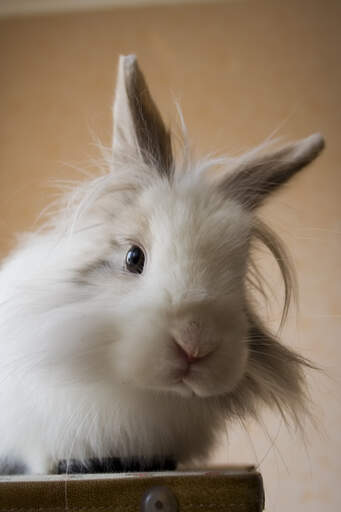 White hotsell lionhead rabbit