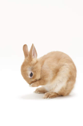 A lovely little Netherland Dwarf rabbit cleaning itself