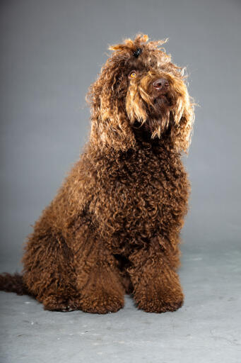 chestnut coloured pampered barbet dog with hairclip