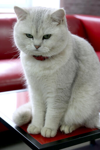 British Shorthair - Tipped Cats | Cat Breeds