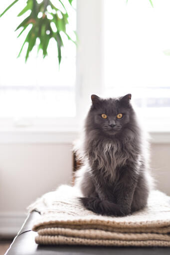 Chantilly cat sitting on a pile of blankets